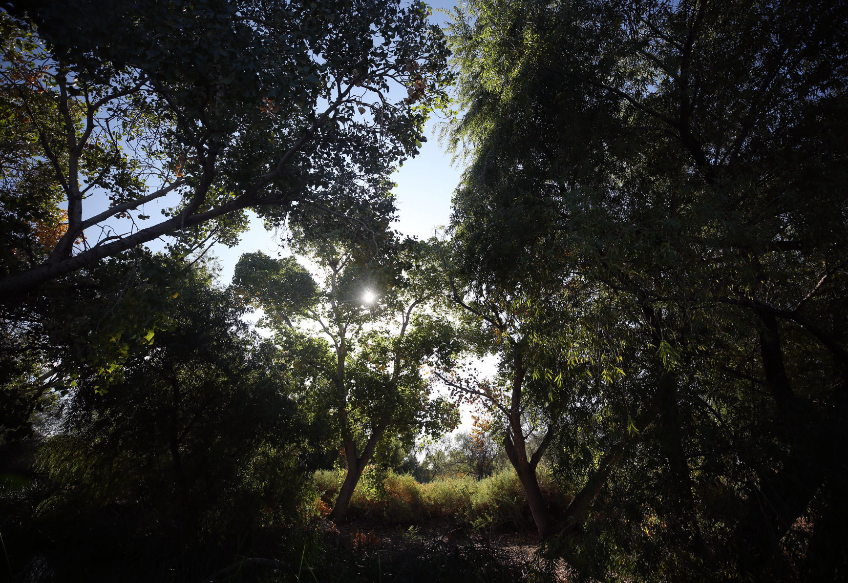 Sweetwater Wetlands, Tucson